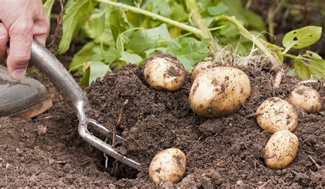 Comment planter des pommes de terre secrets pour réussir la culture