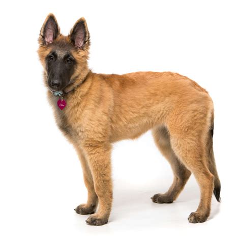 15 Dogs That Look Like German Shepherds