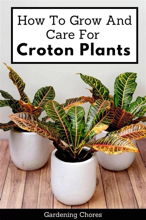 How To Grow And Care For Croton Plants