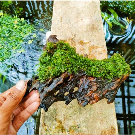 Jual Kayu Moss Tanaman Aquascape Shopee Indonesia