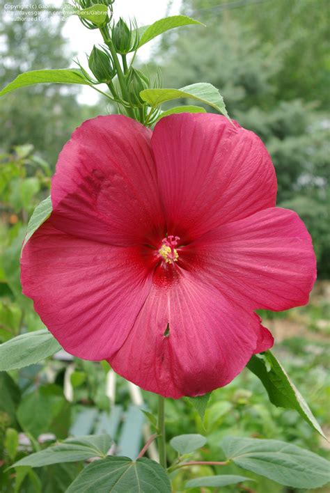 Plantfiles Pictures Hardy Hibiscus Rose Mallow Swamp Mallow Lord Baltimore Hibiscus 165336 Hot