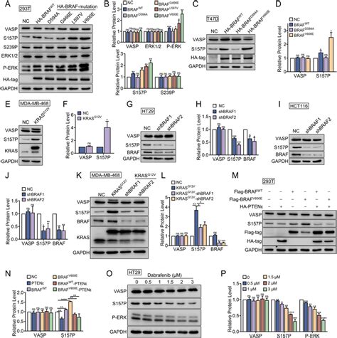 Brafv E Phosphorylates Vasp At Ser A Plasmids Expressing Wild Type