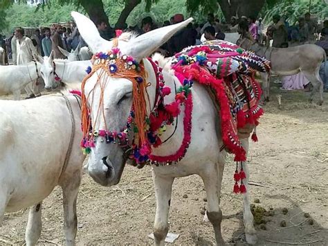 Massive Surge In Pakistans Donkey Population S S Today