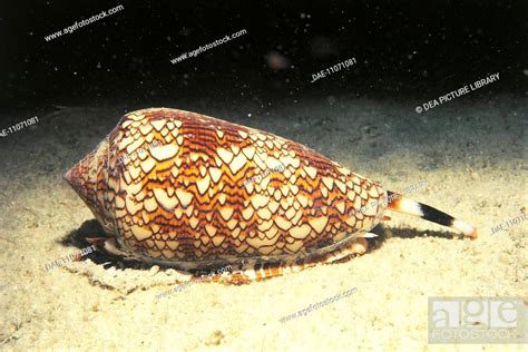 Textile Cone Conus Textile Gastropod Mollusk Stock Photo Picture