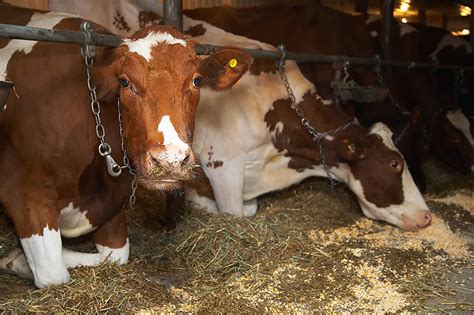 South Dakota State Fair And H Announce The Livestock Schedules