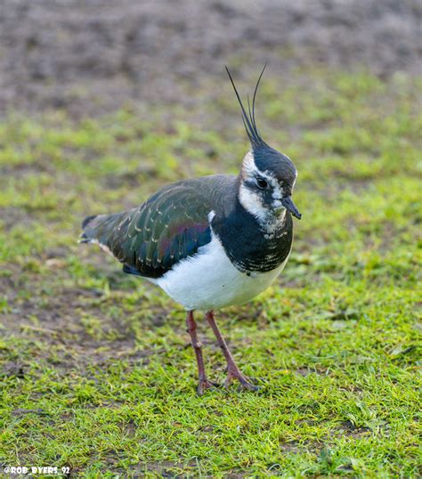 Northern Lapwing WWT Slimbridge Adult Lapwing Robert Byers