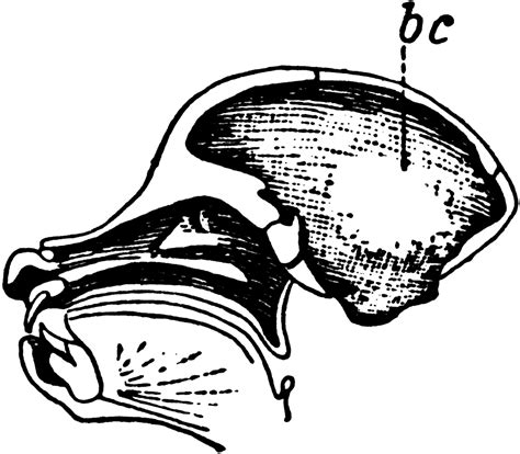 Baboon skull | ClipArt ETC