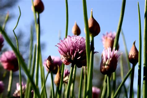 Free picture: flowering, chive flower, purple onion