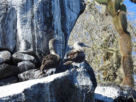 Ecuador Birdwatching Tour – Ecuador Eco Adventures