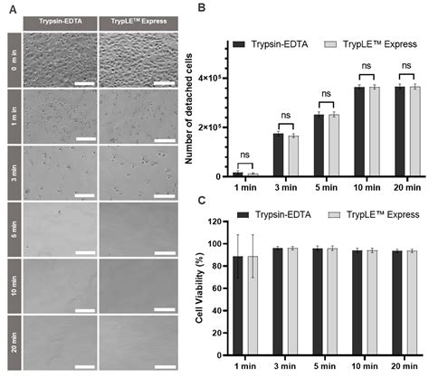 Ijms Free Full Text Xeno Free 3d Bioprinted Liver Model For