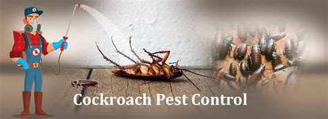 Pest Control Services In Hyderabad 91 9666648420 Deccan Pest Control In Hyderabad 91