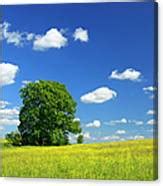 Oak Tree In Wildflower Meadow Under By Avtg