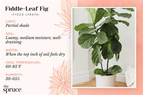 How To Care For A Fiddle Leaf Fig And Keep It Thriving