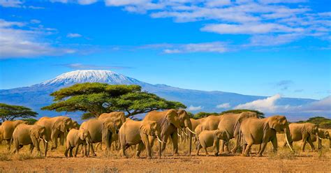 Safari in Tansania Norden oder Süden Enchanting Travels