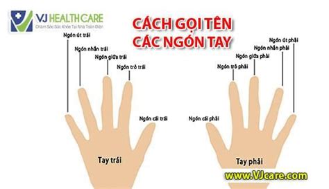 Các tên gọi đầy đủ của ngón chân từ tới gót