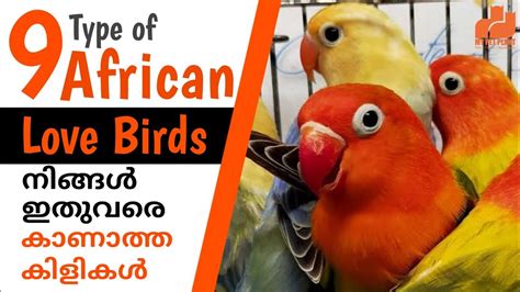 Top 9 African Love Birds Species Type Of Love Birds In Malayalam MY