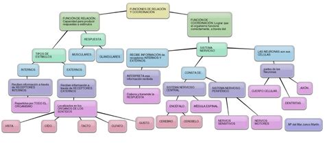 RincÓn De Clase Mapa Conceptual Funciones De RelaciÓn Y CoordinaciÓn