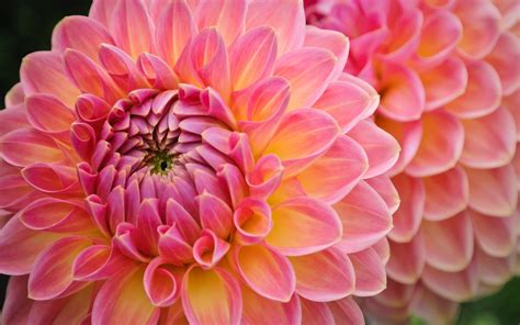 Download Pink Flower Flower Nature Dahlia Hd Wallpaper