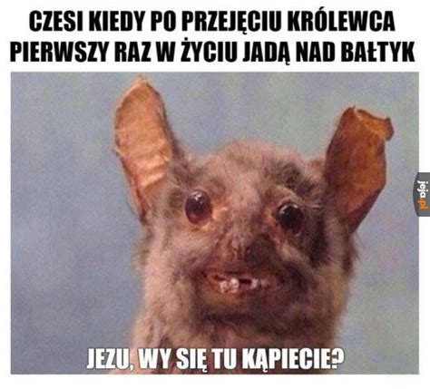 Nie tego się spodziewali Jeja pl