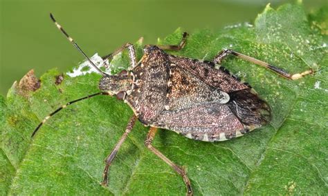 Types Of Stink Bugs Found In Canada Nature Blog Network