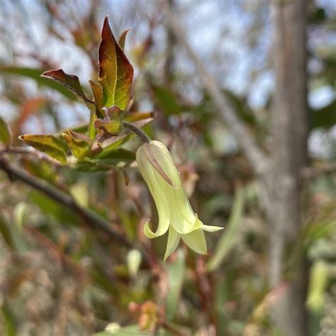 Apple Berries From Newnes State Forest Newnes Plateau NSW AU On