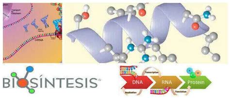 Biosíntesis ¿qué Es Código Genético Mecanismo De La Síntesis De Proteínas Y Traducción