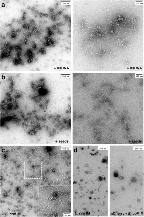 Repa Wh A V Mcherry Aggregates In The Presence Of Dna Ex Vivo