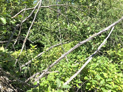 Regeneration Assessment In Tamarack Stands Damaged By Eastern Larch