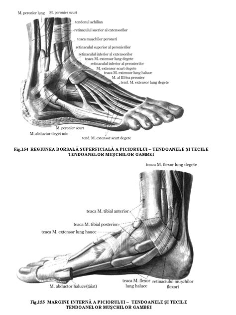 Muschii piciorului : Membrul inferior