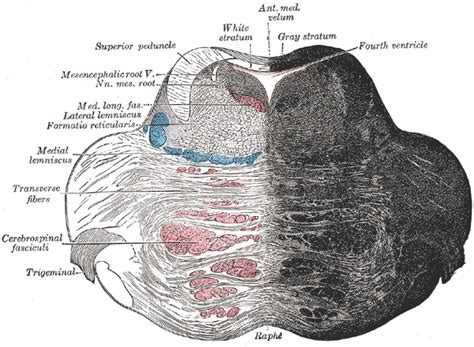 Pons - wikidoc