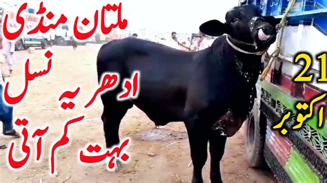 Fresh Multan Cow Mandi Video Today Cholistani Sahiwal Brahman Bull