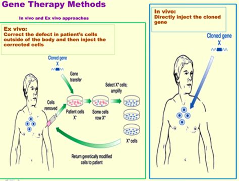 Lesson 12 Gene Therapy Test 3 Flashcards Quizlet