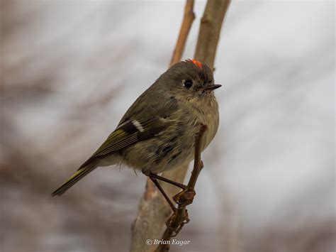 Ruby Crowned Kinglet A Photo On Flickriver