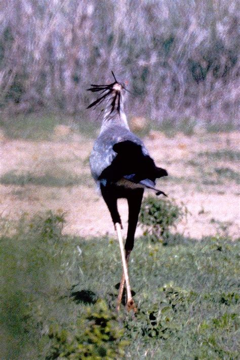 Sagittarius Serpentarius Secretary Bird Sagittarius Serpen Flickr