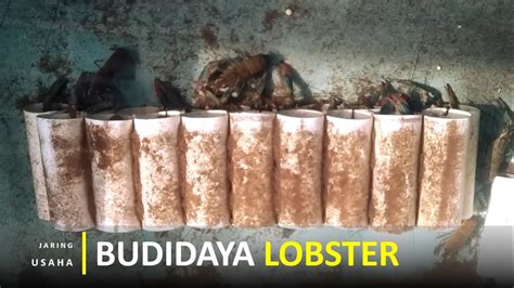 Pengalaman Cuan Budidaya Lobster Air Tawar Selama Satu Tahun YouTube