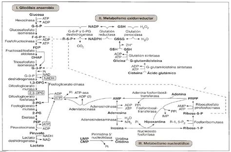 Metabolismo Eritrocitario Mind Map