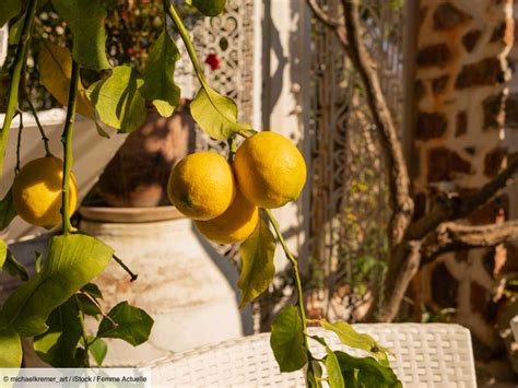 Comment faire pousser un citronnier à partir dun pépin