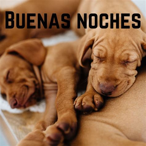 Buenas Noches Perros Fotos De Perros Para Whatsapp GRATIS