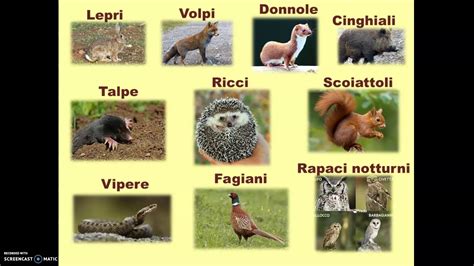 La Flora E La Fauna Della Collina Youtube