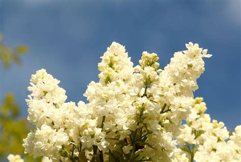 Flores Blancas Primavera Foto Gratis En Pixabay Pixabay