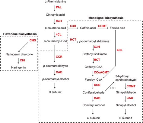 The Genes Of Phenylpropanoid Biosynthesis Pathway Were Upregulated In