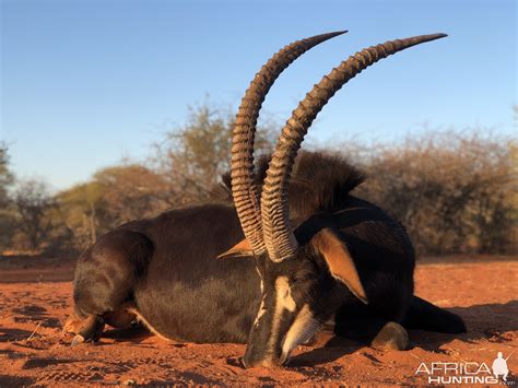 Sable Antelope Hunt South Africa | AfricaHunting.com