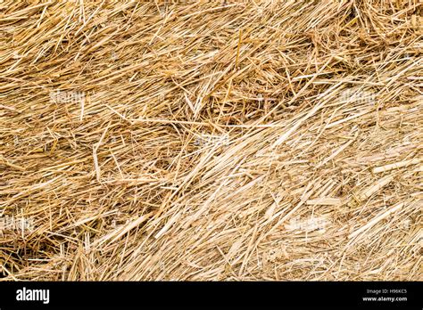 Hay Bales Texture Background Straw Rolls Stock Photo Alamy