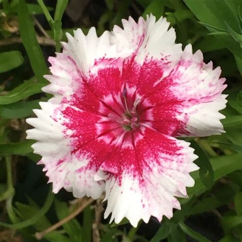 Dianthus Chinensis X Barbatus Dianthus Uploaded By Louisesimpson