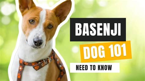 Basenji Dog Breed Guide (101, Photos, Puppies) - Oodle Life