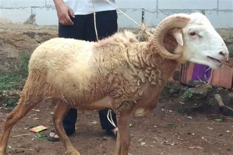 Sudah Beli Simak Daftar Harga Hewan Kurban Kambing Untuk Perayaan Idul