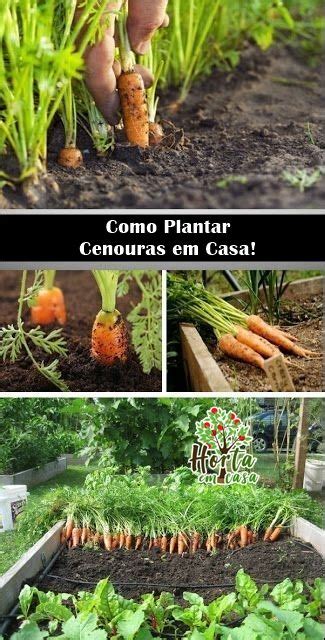 Como Plantar Cenoura Em Casa Plantio Cultivo E Colheita Fruit