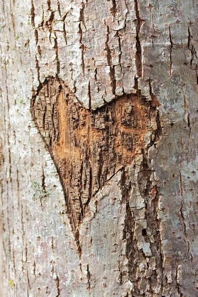 A Heart Carved Into A Tree The Heart Almost Looks Red Against The