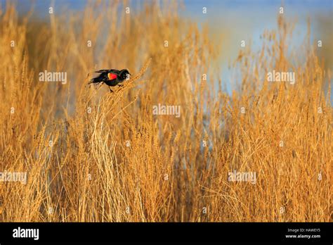 Red Winged Blackbird Agelaius Phoeniceus Singing For A Female During