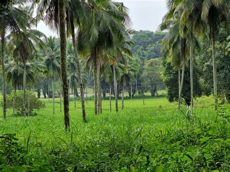 Beautiful Farm With Grass And Coconut Trees In Kerala India Stock